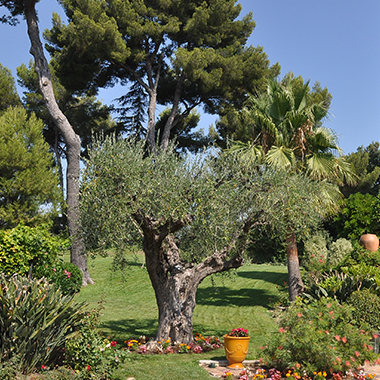 Création jardin Nice 06