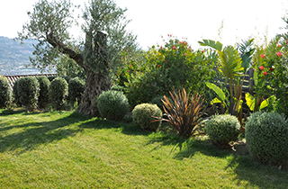 Taille arbre jardin Nice 06